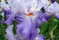 iris gradina Cultivare (45 imagini) din semințe în câmp deschis, în țară, descrierea clasei, de destinație (grădină) iris gradina Cultivare (45 imagini) din semințe în câmp deschis, în țară, descrierea de clasă, de aterizare