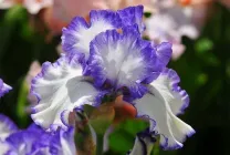 iris gradina Cultivare (45 imagini) din semințe în câmp deschis, în țară, descrierea clasei, de destinație (foto) iris gradina Cultivare (45 imagini) din semințe în câmp deschis, în țară, descrierea de clasă, de aterizare