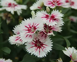 Cultivarea de cuișoare de semințe din China (Chinese) Cultivarea semințelor de Dianthus chinensis