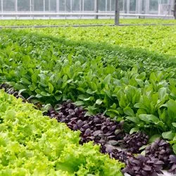 Cultivarea în salată de seră salată iceberg, frunze, semințe de salată - eteplitsa