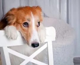 La ce varsta este cel mai bine atunci când pisica sterilizata (castrați) La ce varsta este cel mai bine atunci când pisica sterilizata