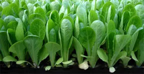 Cultivarea de varză chinezească în teren deschis (sol) Cultivarea de varză chinezească în teren deschis