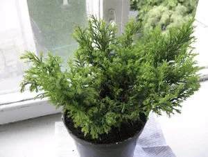 Cultivarea ienupăr într-o oală cum să planteze și să aibă grijă de plante în interior