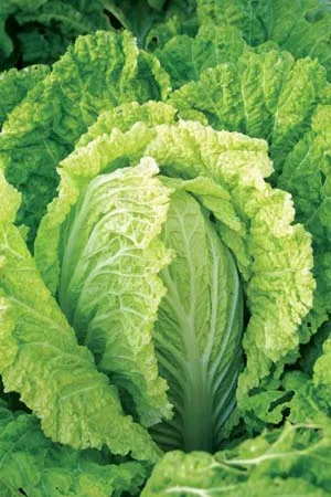 Cultivarea de varză chinezească