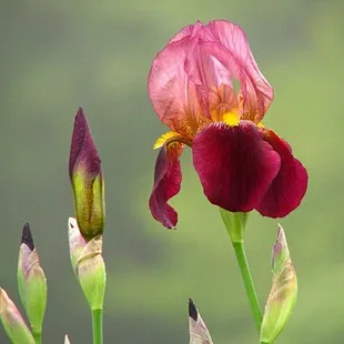 Cultivarea iris, flori de plantare și îngrijire de iris, flori preferate (de îngrijire) Cultivarea iris, flori de plantare și îngrijire de iris, flori preferate