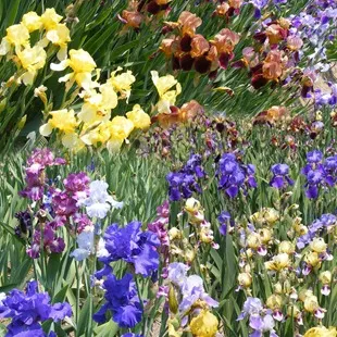Cultivarea iris, flori de plantare și îngrijire de iris, flori preferate (iriși) Cultivarea iris, flori de plantare și îngrijire de iris, flori preferate