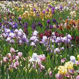 Cultivarea iris, flori de plantare și îngrijire de iris, flori preferate (iriși) Cultivarea iris, flori de plantare și îngrijire de iris, flori preferate