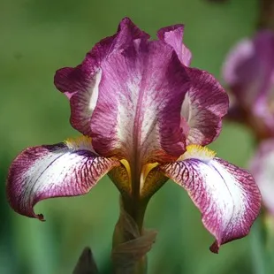 Cultivarea iris, flori de plantare și îngrijire a irisului, culoarea preferata (e) Cultivarea iris, flori de plantare și îngrijire de iris, flori preferate