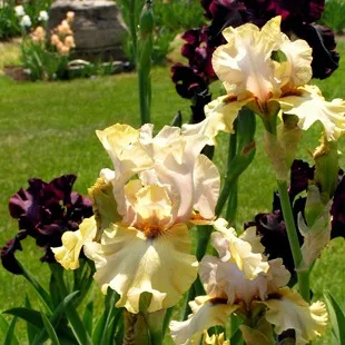 Cultivarea iris, flori de plantare și îngrijire de iris, flori preferate (iriși) Cultivarea iris, flori de plantare și îngrijire de iris, flori preferate