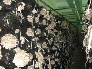 cultivarea ciupercilor Oyster în țară și în grădină, o seră, din miceliu, condițiile, tehnologia,
