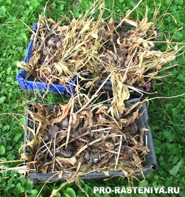 Cultivarea lalelelor plantare, îngrijire, propagare, bolilor și dăunătorilor - un site despre plante