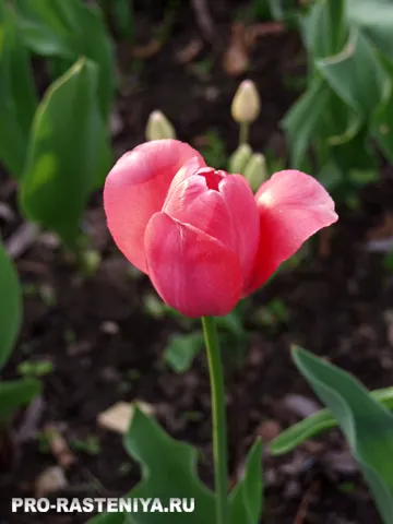 Cultivarea lalelelor plantare, îngrijire, propagare, bolilor și dăunătorilor - un site despre plante