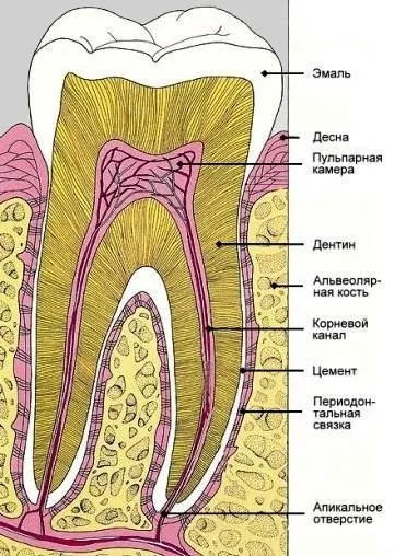 Grow dinți noi - este posibil! Cum de a face acest lucru (selecție de materiale), lyubodar - portal