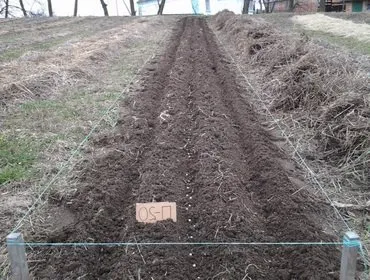 Cultivarea porumbului în țară - plantare, îngrijirea, recoltarea