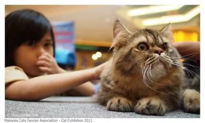 Cat Aratã reguli, pregătirea și participarea