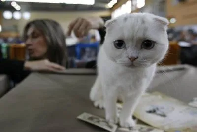 Cat Aratã reguli, pregătirea și participarea