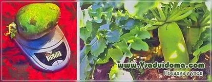 Cultivarea verde (Margelan) ridichi - fotografii, plantare și îngrijire, site-ul de grădină, cabana și camera (îngrijire) Cultivarea verde (Margelan) ridichi - fotografii, plantare și îngrijire, site-ul de grădină, cabana și camera