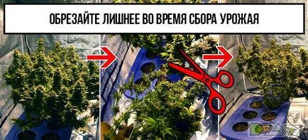 Cultivarea de canabis la domiciliu - uscare și marijuana recolta prolechka (cumpăra semințe de cânepă) Cultivarea de canabis la domiciliu - uscare și marijuana recolta prolechka