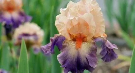 iris gradina Cultivare (45 imagini) din semințe în câmp deschis, în țară, descrierea de clasă, aterizare (aterizare) iris gradina Cultivare (45 imagini) din semințe în câmp deschis, în țară, descrierea de clasă, de aterizare