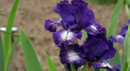 iris gradina Cultivare (45 imagini) din semințe în câmp deschis, în țară, descrierea clasei, de destinație (grădină) iris gradina Cultivare (45 imagini) din semințe în câmp deschis, în țară, descrierea de clasă, de aterizare