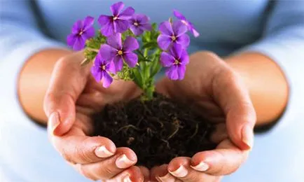 Cultivarea flori ca un capital de start-up de afaceri, rentabilitatea (de capital) Cultivarea flori ca un capital de start-up de afaceri, rentabilitatea