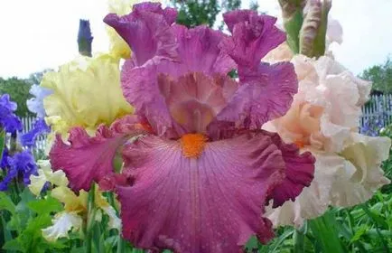 iris gradina Cultivare (45 imagini) din semințe în câmp deschis, în țară, descrierea clasei, de destinație (foto) iris gradina Cultivare (45 imagini) din semințe în câmp deschis, în țară, descrierea de clasă, de aterizare