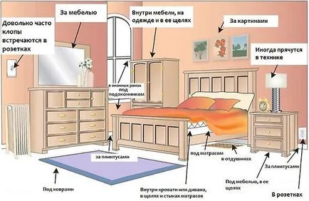 Apartamentul a aparut ploșnițe - ce să facă