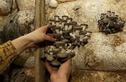 cultivarea ciupercilor Oyster în țară și în grădină, o seră, din miceliu, condițiile, tehnologia,