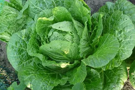 Cultivarea secrete varză chinezească de o recoltă bună