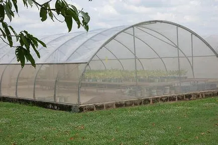 Cultivarea trandafiri de vânzare într-o seră, câmp deschis (seră) Cultivarea trandafiri de vânzare într-o seră în câmp deschis