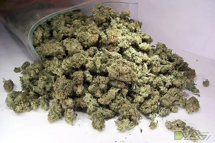Cultivarea de canabis la domiciliu - uscarea și prolechka marijuana recolta (cultivarea de cânepă în casă) Cultivarea de canabis la domiciliu - uscare și marijuana recolta prolechka