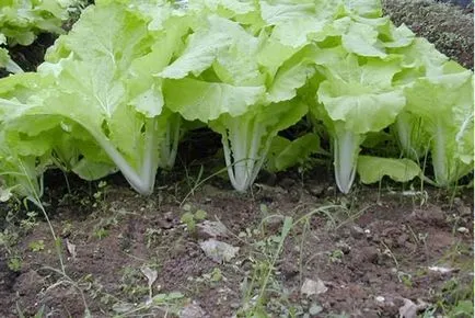 Cultivarea de varză chinezească în teren deschis (sol) Cultivarea de varză chinezească în teren deschis
