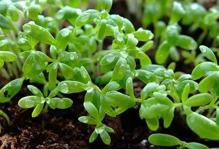 Cultivarea salata Nasturel în câmp deschis, în special practicile agricole (în creștere salata de macris in aer liber) Cultivarea salata Nasturel în câmp deschis, în special a tehnologiei agricole