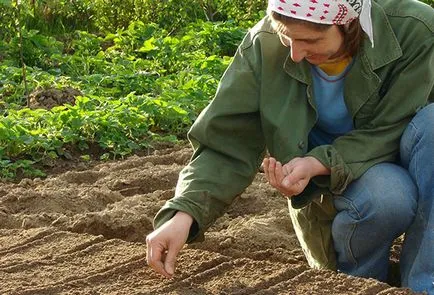 Cultivarea creson în teren deschis, în special Mașini (deschis) Cultivarea salata Nasturel în câmp deschis, în special a tehnologiei agricole