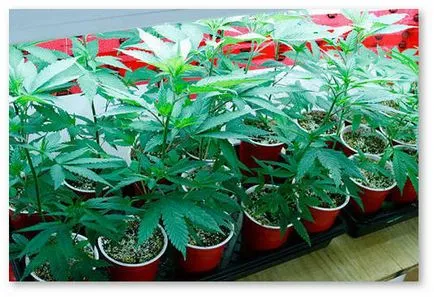 cultivarea de marijuana