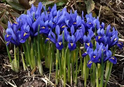 Cultivarea florilor de iris in gradina (45 poze) din semințele în teren deschis în țară, gradul, descriere, plantare (cultivare) iris gradina Cultivare (45 imagini) din semințe în câmp deschis, în țară, descrierea de clasă, de aterizare