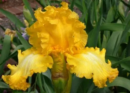 iris gradina Cultivare (45 imagini) din semințe în câmp deschis, în țară, descrierea clasei, de aterizare (iriși) iris gradina Cultivare (45 imagini) din semințe în câmp deschis, în țară, descrierea de clasă, de aterizare