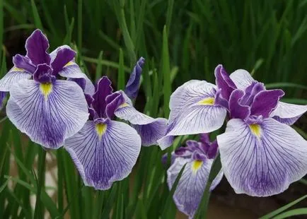 iris gradina Cultivare (45 imagini) din semințe în câmp deschis, în țară, descrierea de clasă, aterizare (aterizare) iris gradina Cultivare (45 imagini) din semințe în câmp deschis, în țară, descrierea de clasă, de aterizare