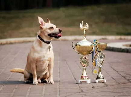 Expoziție câini corcituri watchdog Cupa 2015