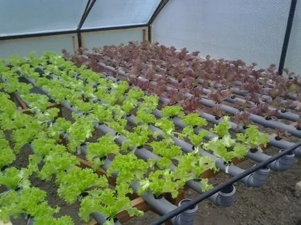 Cultivarea salata verde în seră de vânzare în timpul iernii - sfaturi și trucuri video (salata verde) Cultivarea salata verde în seră de vânzare în timpul iernii - sfaturi și recomandările video