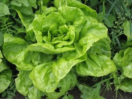 Cultivarea salată în sere fundații (salată în seră) Cultivarea salata verde în fundații sere