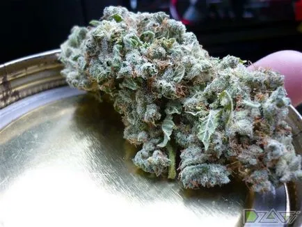 Cultivarea de canabis la domiciliu - uscarea și prolechka recolta marijuana (cultivarea de cânepă) Cultivarea de canabis la domiciliu - uscare și marijuana recolta prolechka