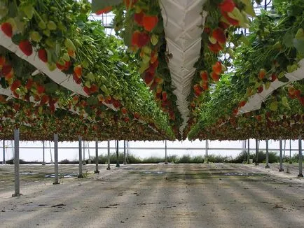 Cultivarea căpșuni în sere să crească ca polenizarea fragi, video mai bună, ca policarbonat (seră) Cultivarea căpșuni în sere să crească ca polenizarea fragi, video mai bună, ca policarbonatul