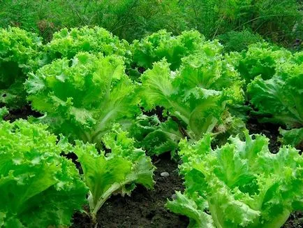 Cultivarea în salată de seră salată iceberg, frunze, semințe de salată - eteplitsa