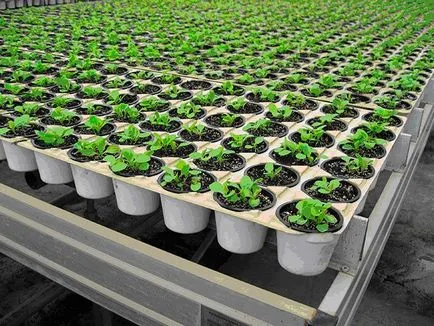 Cultivarea în salată de seră salată iceberg, frunze, semințe de salată - eteplitsa