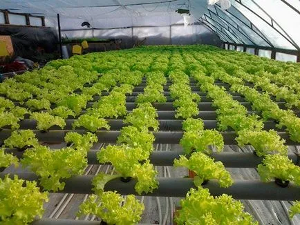 Cultivarea în salată de seră salată iceberg, frunze, semințe de salată - eteplitsa