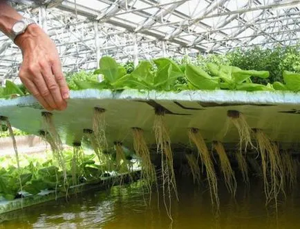 Cultivarea salata verde în seră, cum să crească în seră salată timpurie