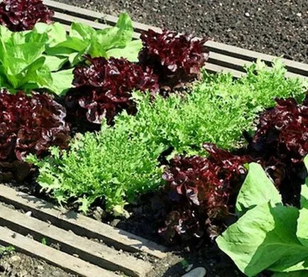 Cultivarea salata verde în seră, cum să crească în seră salată timpurie
