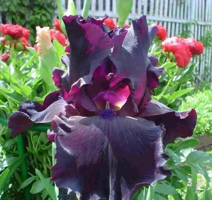 iris gradina Cultivare (45 imagini) din semințe în câmp deschis, în țară, descrierea clasei, aterizare (grad) iris gradina Cultivare (45 imagini) din semințe în câmp deschis, în țară, descrierea de clasă, de aterizare