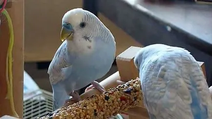 Boala Ondulat papagal, simptome și tratament cu fotografii și video (tratament) boala papagal Ondulat, simptome și tratament cu fotografii și video